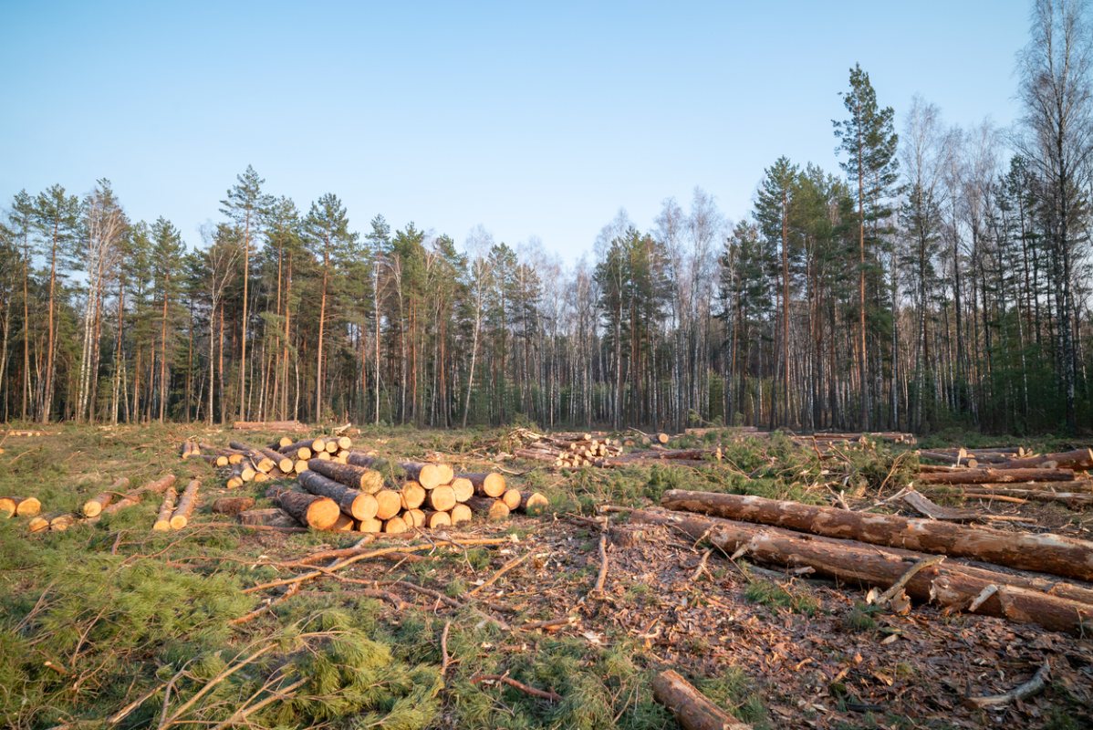 Helryddet skogsområde